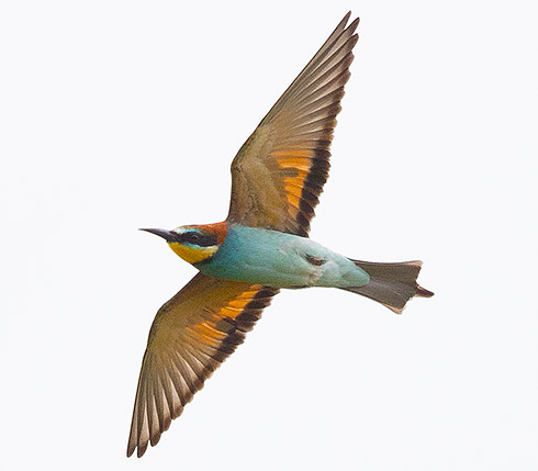 European Bee-eater in flight